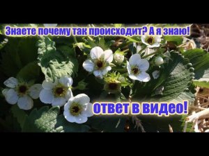 Почему чёрнеет середина цветка клубники. Умники За€бали. А ответ в видео.