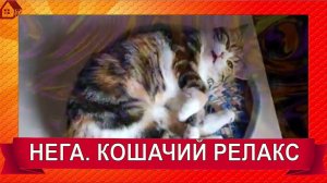 НЕГА. РЕЛАКС. Так расслабляться умеют только кошки