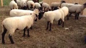 Suffolk sheep