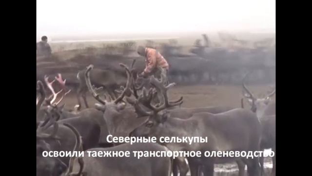 Команда «Россиянка», с. Струговка, Приморский край смотреть онлайн