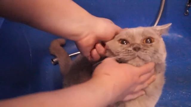 Чем и как мыть глаза и чистить уши кошкам смотреть онлайн