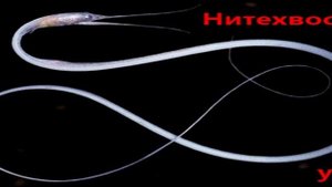 Удивительные животные нашей планеты. Выпуск №1