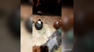 КВГ Орион. Курские голуби Дородных А.М. 26.09.22