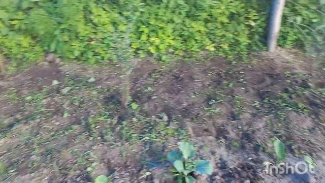 КУПИЛИ ЗАБРОШЕННУЮ ДАЧУ/30/ДЕНЬ ПРОПОЛКИ/РАЗОБРАЛАСЬ С ГОРОХОМ/ВЫСАДИЛА НАСТУРЦИЮ/КАБАЧКИ/