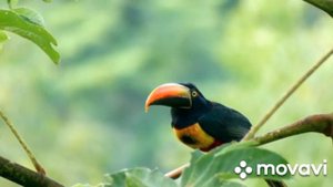 Мир птиц, Самые красивые и удивительные птицы в мире , дикая природа мира.