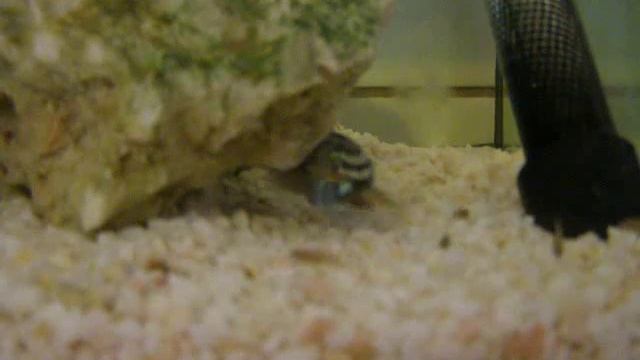 Pyszczak Maingano смотреть онлайн