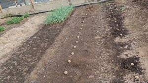 Картофель под сеном. Посадка и результаты прошлого года.