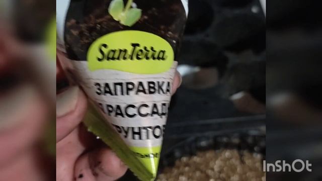 рассада #герань #комнатныецветы #plants #geraniums смотреть онлайн