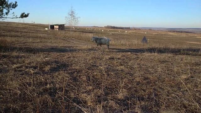 Содержание козла. смотреть онлайн