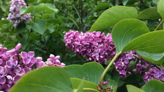 Lilas ou Syringa vulgaris 'Souvenir de Louis Spaëth' Ton parfum m'épate смотреть онлайн