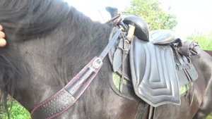 Нагрудник (подперьсье для лошади) .