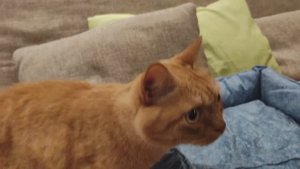 Обзор лежанки для кота