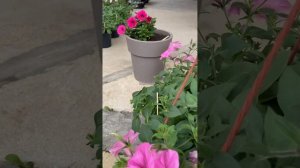 Формировка петунии Vista Bublegum в кашпо