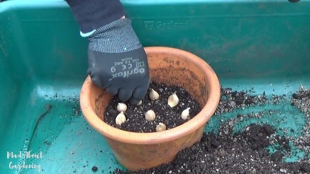Planting Iris Reticulata In Pots | What To Plant In Autumn | November Bulb Planting In Containers