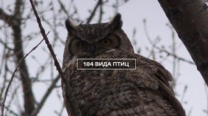 Норский заповедник, Амурская область