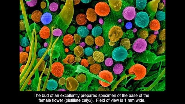 Gañjä & Grooves - Git Down (edit) смотреть онлайн