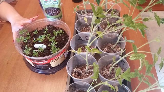 Рассада помидор. Биоудобрение AGROPLANT. Эксперимент.