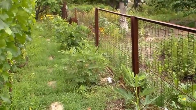 Инжир в июле смотреть онлайн