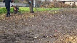 Косить или не косить горчицу на сидераты