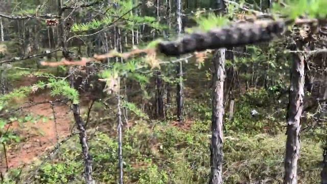 Нашествие гигантских насекомых в Якутии / Сузуки Десперадо / Suzuki Desperado VZ800 смотреть онлайн