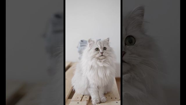 ТОП 4 Самые красивые кошки в мире смотреть онлайн