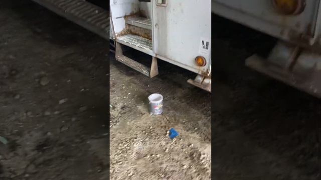 Newman’s last day with his old heart. He gets a new one tomorrow!! 2.1 liter air cooled vw bus!! смотреть онлайн