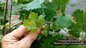 ? Если заменить БОРДОСКУЮ ЖИДКОСТЬ на ЧИСТЫЙ МЕДНЫЙ КУПОРОС. Как ЭТО работает на милдью винограда.