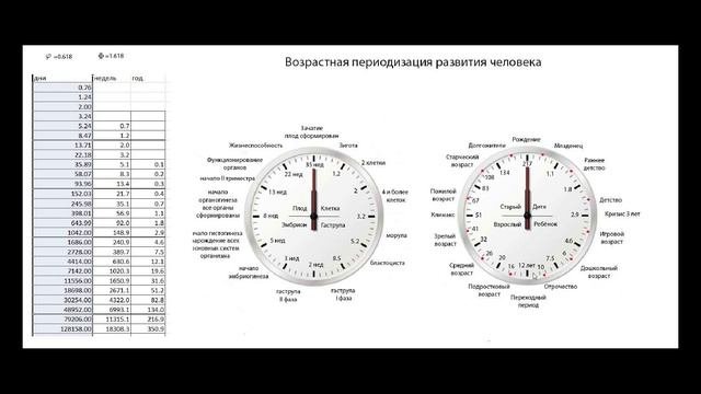 Золотое сечение и возрастная периодизация человеческой жизни.
