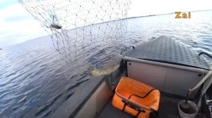 ЩУКА перед ледоставом. ИГНОР крупных приманок.