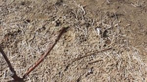 Обрезка черешни, формируем однолетнее дерево.