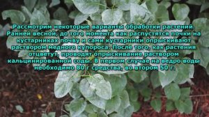 Как бороться с мучнистой росой?