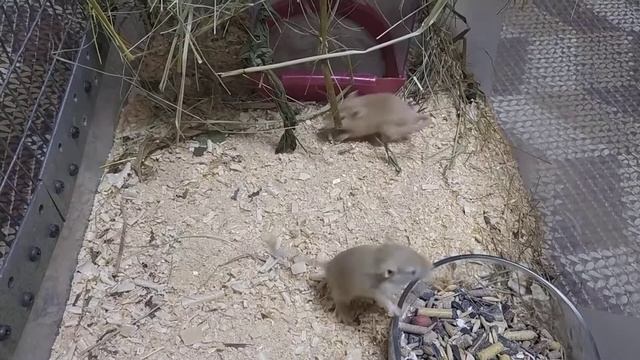 Песчаночки