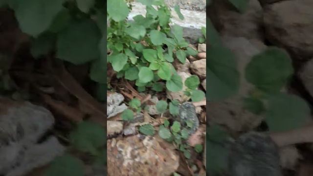 Acalypha indica/குப்பை மேனி смотреть онлайн