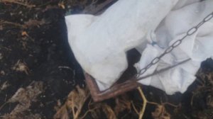 Уборка тыквы. Тыквоуборочный комбайн на трактор