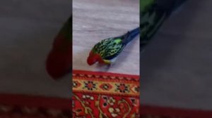 Как приручить птичку розеллу