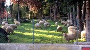 MOUGINS FRANCE MOUTONS