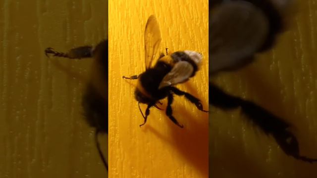 Bumblebee, Hairy, Fluffy, Fuzzy, Hungry Just Woke Up on March, in Kyiv, Ukraine.