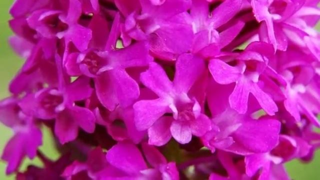 Растение Анакамптис пирамидальный (лат. Anacamptis pyramidalis)