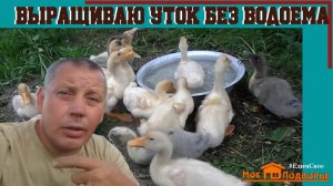 Можно ли вырастить утку без водоема? Стар-53 мой опыт. "Мое Подворье"