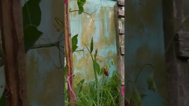 Ароматный душистый горошек смотреть онлайн