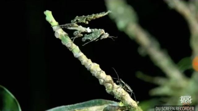 Моховой богомол VS жук скакун смотреть онлайн