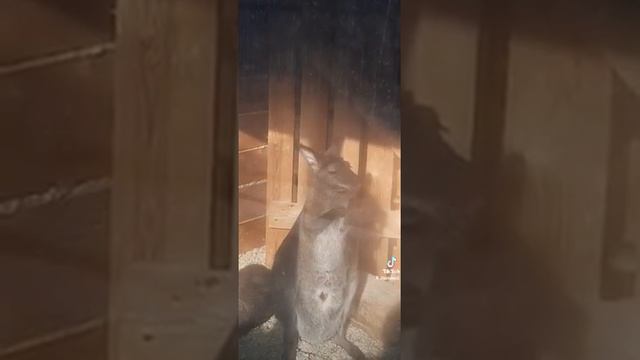 Кенгуру в барнаульском зоопарке