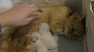 Кошка Ласка родила котят//Маленькие милые белые и рыжие котята
