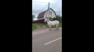 Белая лошадка серой масти