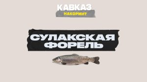 Кавказ накормит: сулакская форель