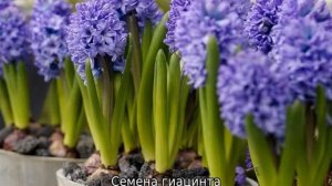 Когда сажать гиацинты