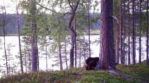 Сразу три веселых росомахи попали на видео. Как правило, эти звери — одиночки