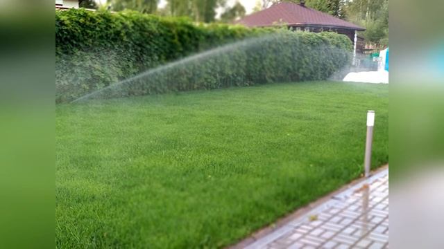 Почему использование рулонного газона более целесообразно?
