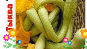 Тыква мускатная Тромбон. Краткий обзор, описание характеристик cucurbita pepo Trombon