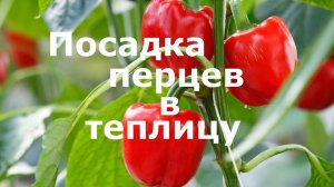 Посадка перцев в теплицу! Подкормка, посадка.